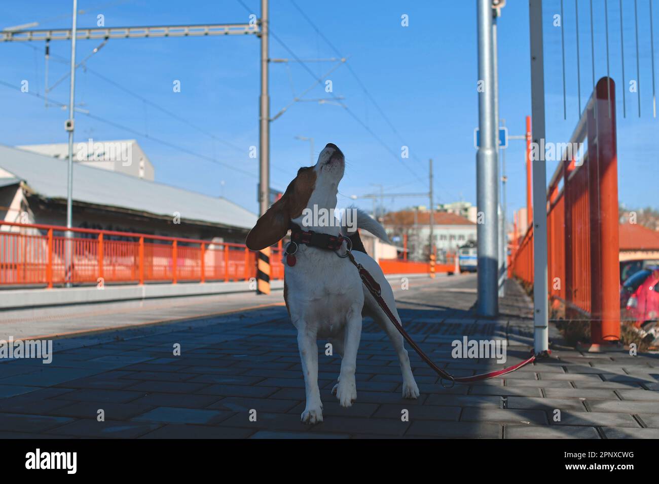 A dog waits for his owner at the train station. The concept of loyalty ...