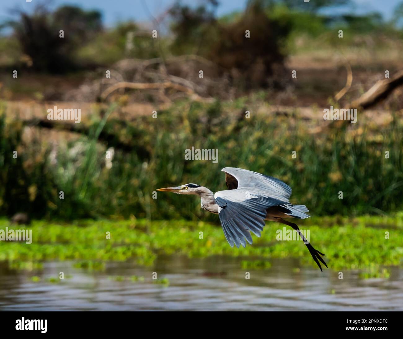 Spur winged birds Stock Photo