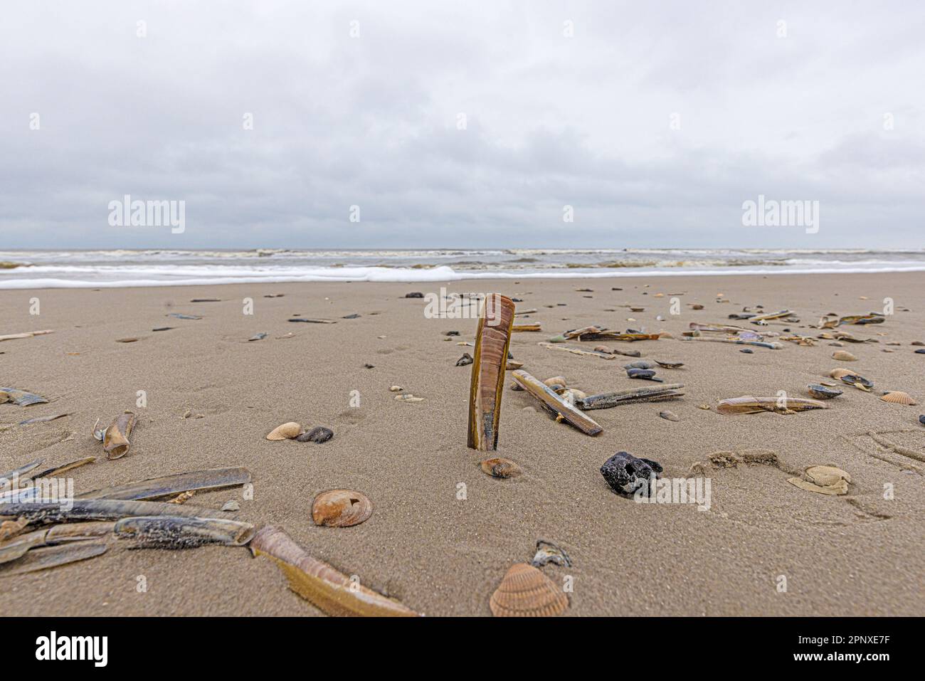 Image of shells and stones on a North Sea beach in Denmark in winter ...
