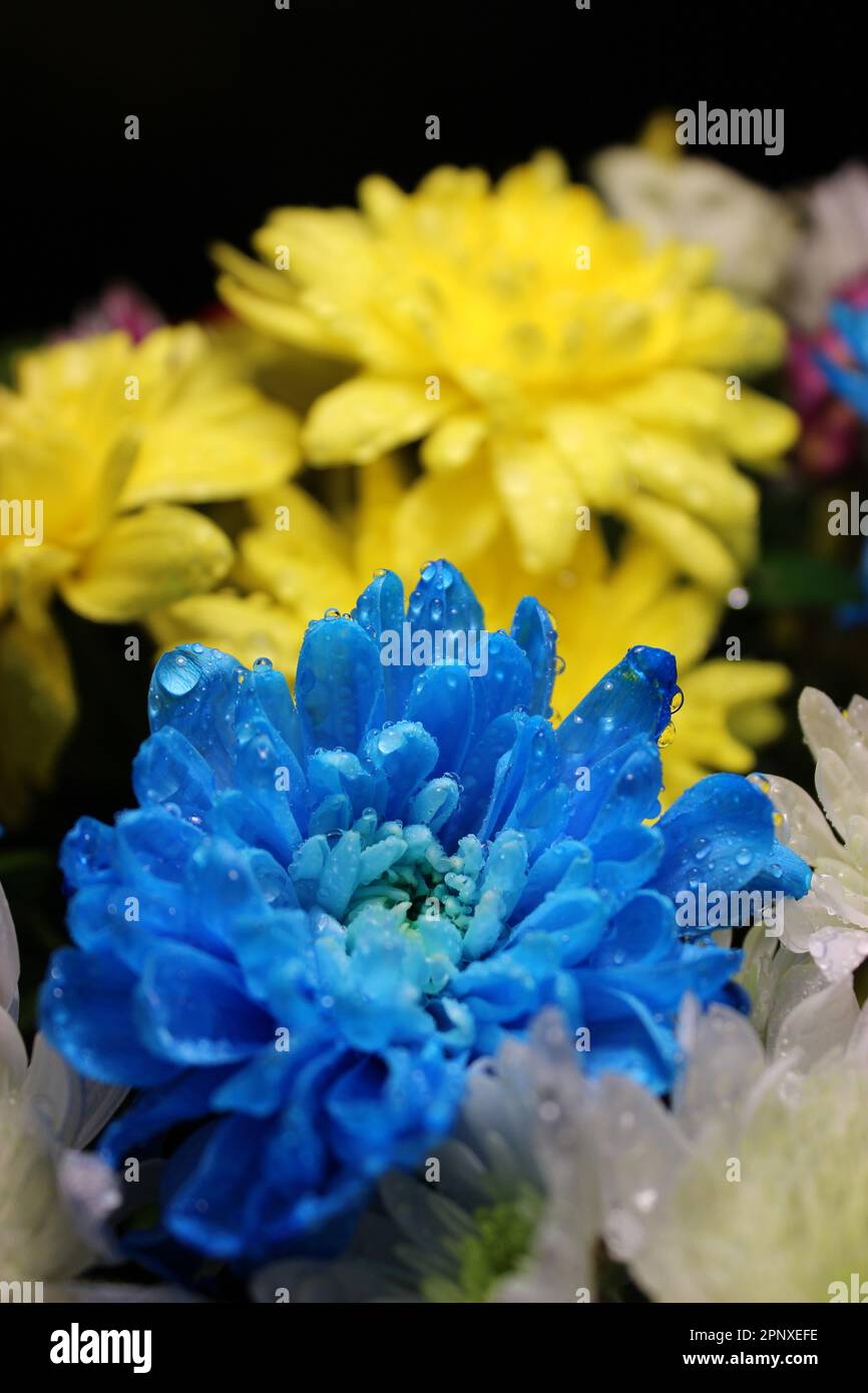 Water drops on the petals of blue and yellow chrysanthemums macro shot photo Stock Photo