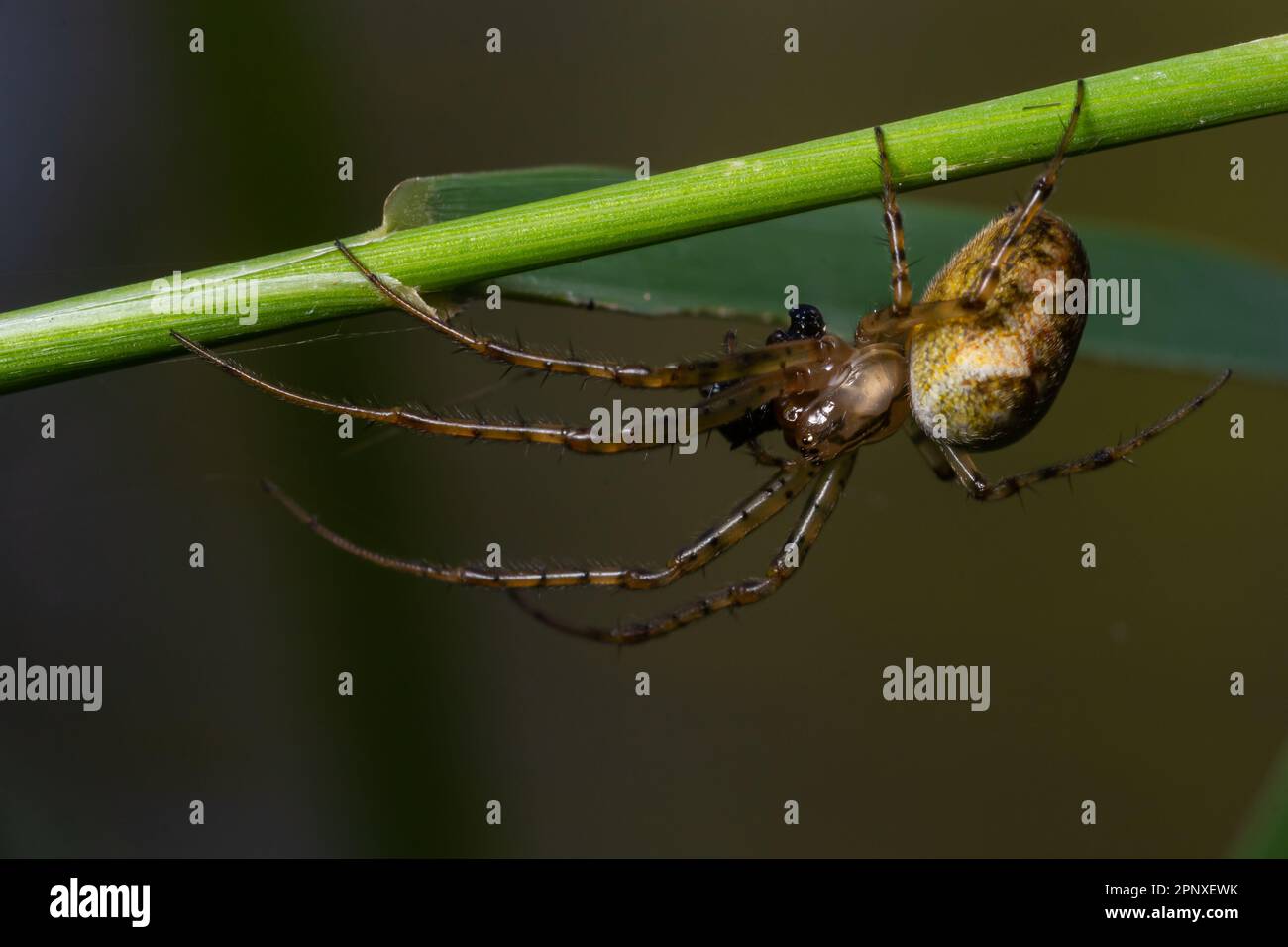 Nice macro image of a spider web sitting on its web with a blurred ...