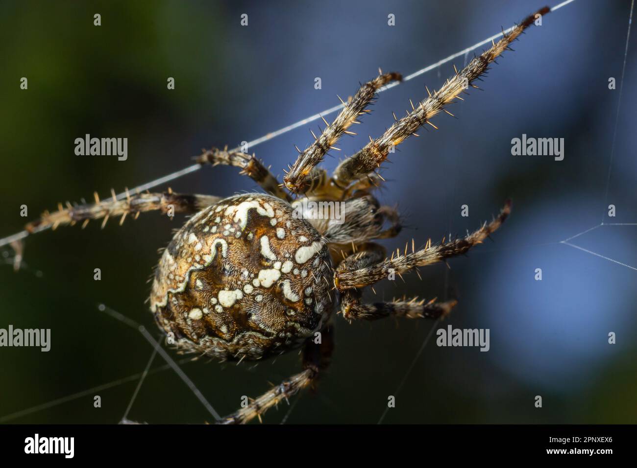Spider Araneus diadematus with a cross on its back on a web against a ...
