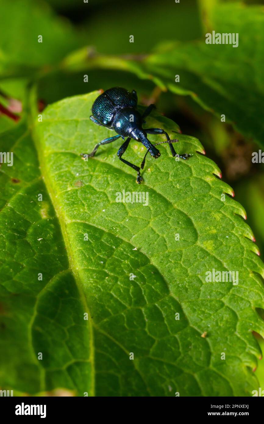 Weevil Beetle Rhynchites bacchus on a green leaf. Pest for fruit trees. a problem for gardeners and farmers. Stock Photo