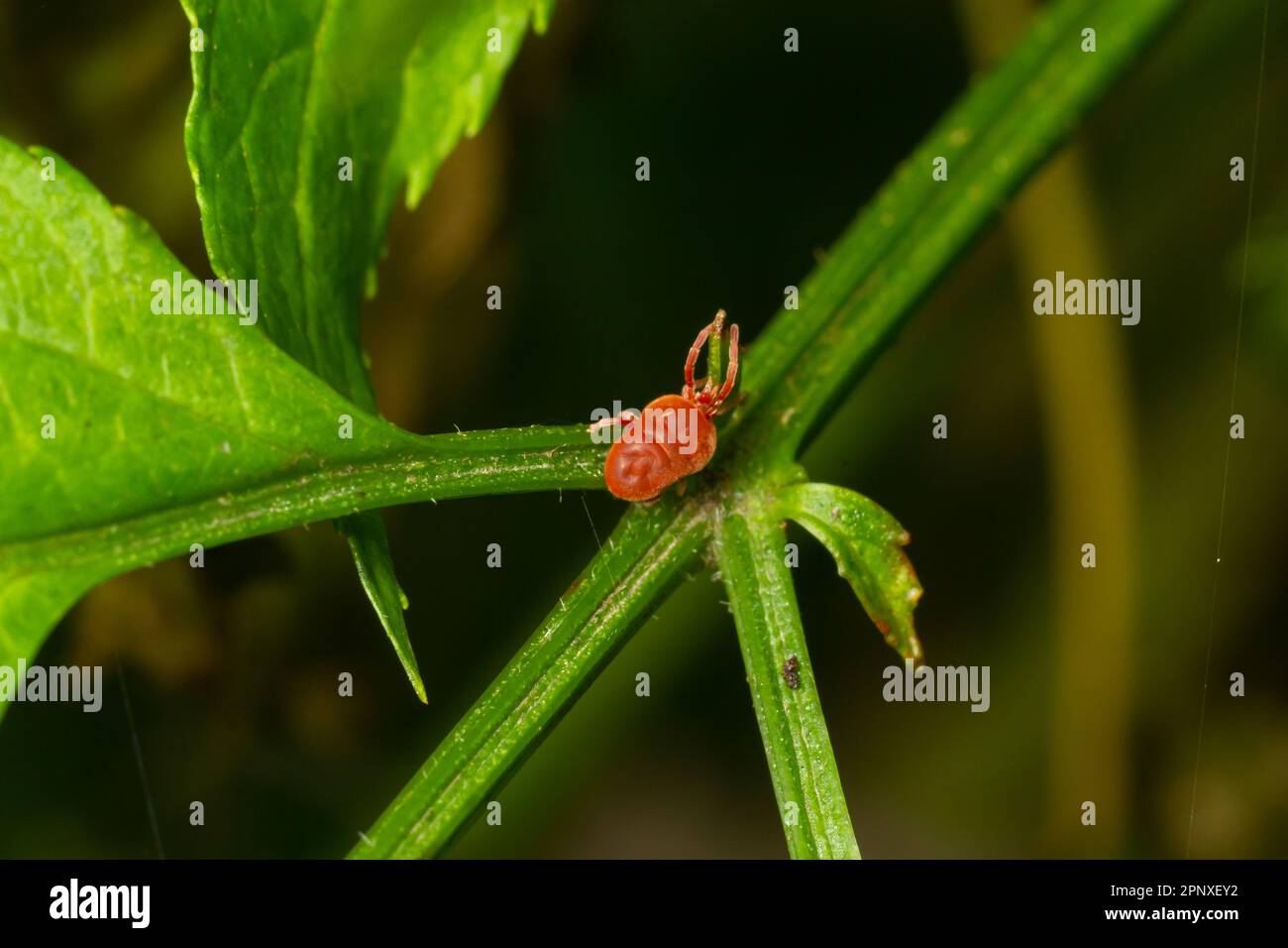 Close up macro Red velvet mite or Trombidiidae in natural environment. Stock Photo
