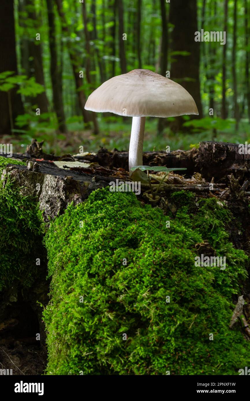 Volvariella gloiocephala is alsno known as big sheath mushroom, rose-gilled grisette or stubble rosegill. Stock Photo