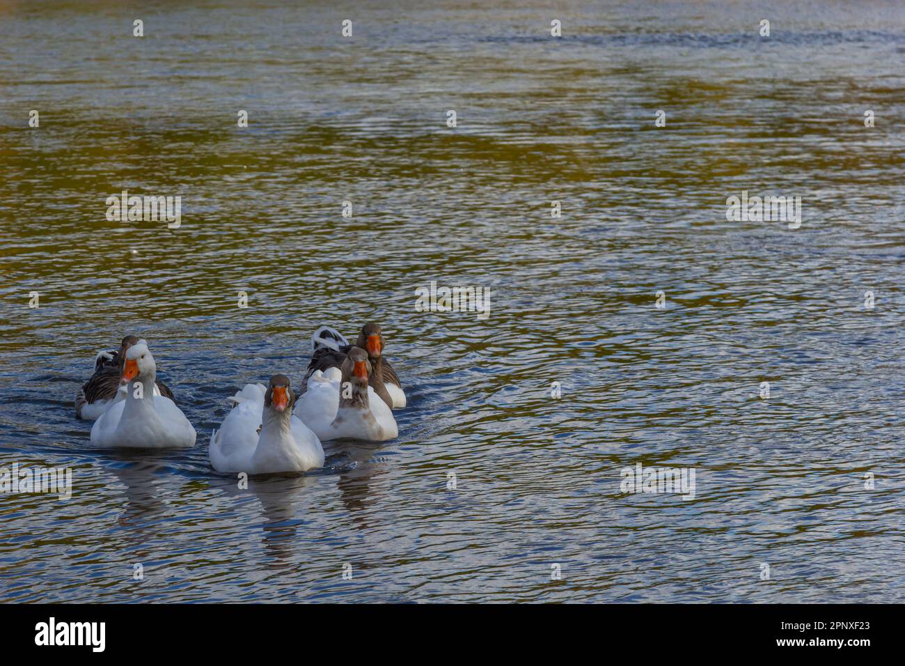 Geese In Water Domestic geese swim in the water. A flock of white beautiful geese in ...
