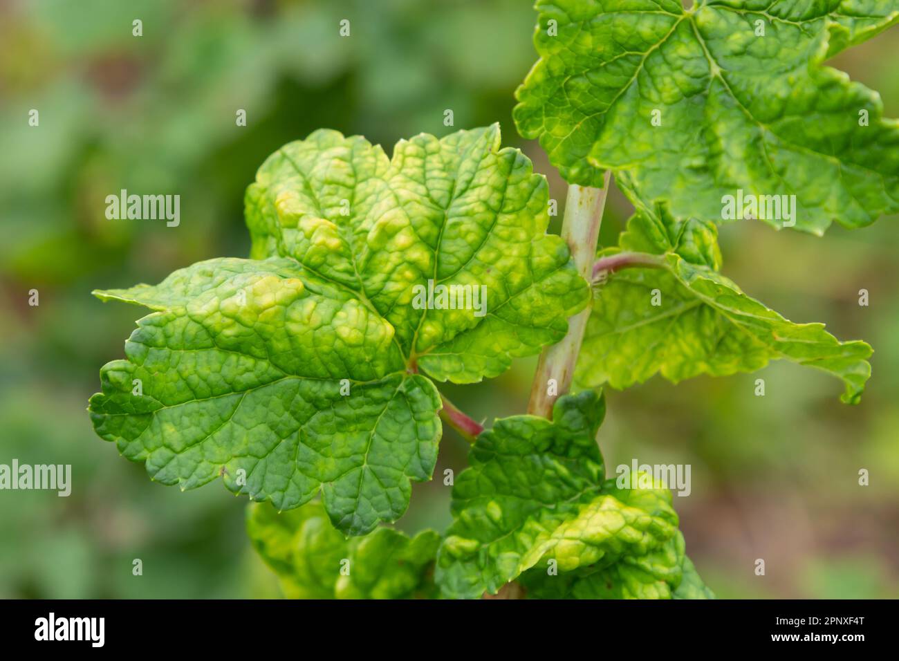 Gallic aphid on the leaves of red currant. The pest damages the currant leaves, red bumps on the leaves of the bush from the parasite disease. Stock Photo