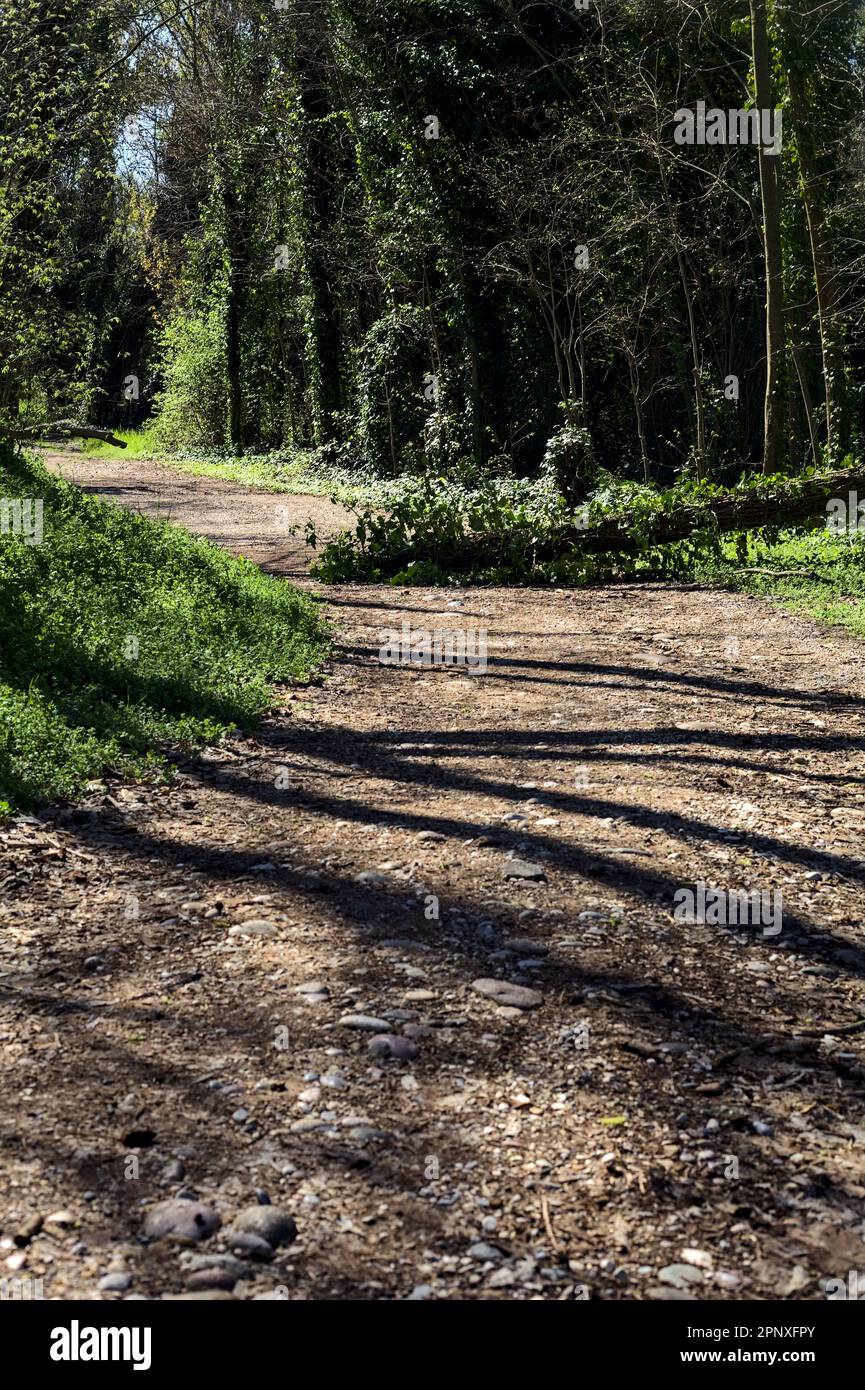 Dirt path in a forest with a fallen tree blocking the way on a sunny ...