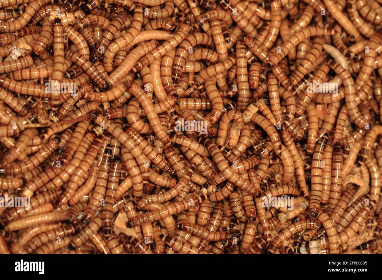 fresh brown worms as gourmet insect background Stock Photo