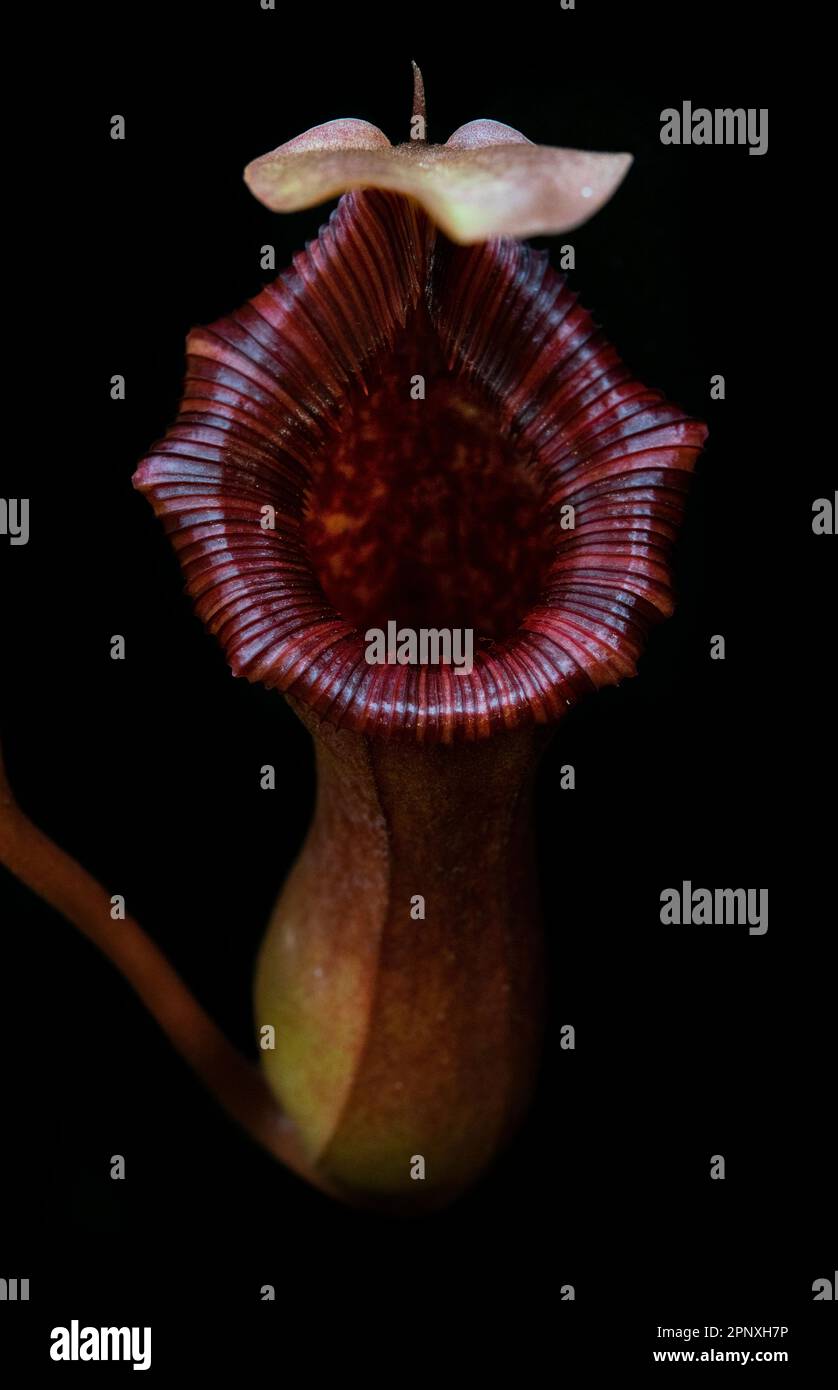 Carnivorous plant. Asian pitcher plant. (Nepenthes lowii x ventricosa) Stock Photo