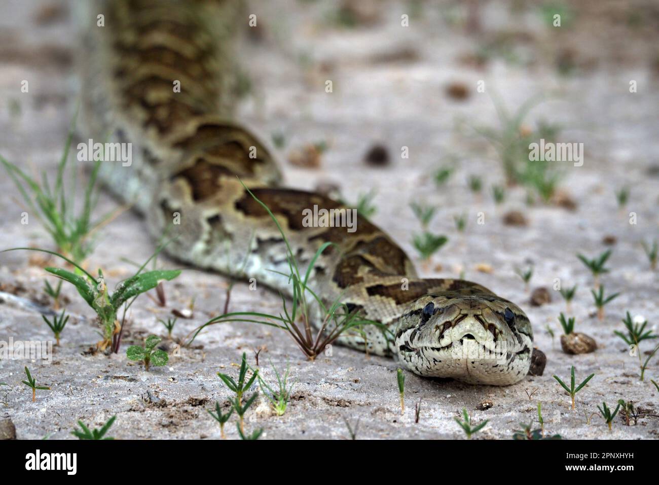 Rock python slithering in Central Kalahari, Botswana Stock Photo - Alamy