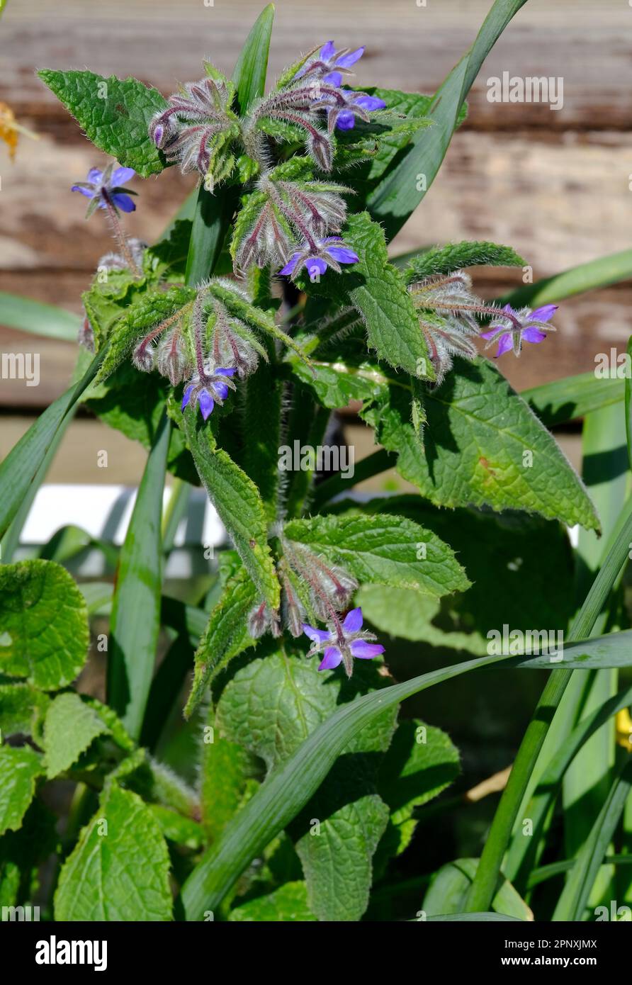 Borage herb in bloom in early Spring Stock Photo