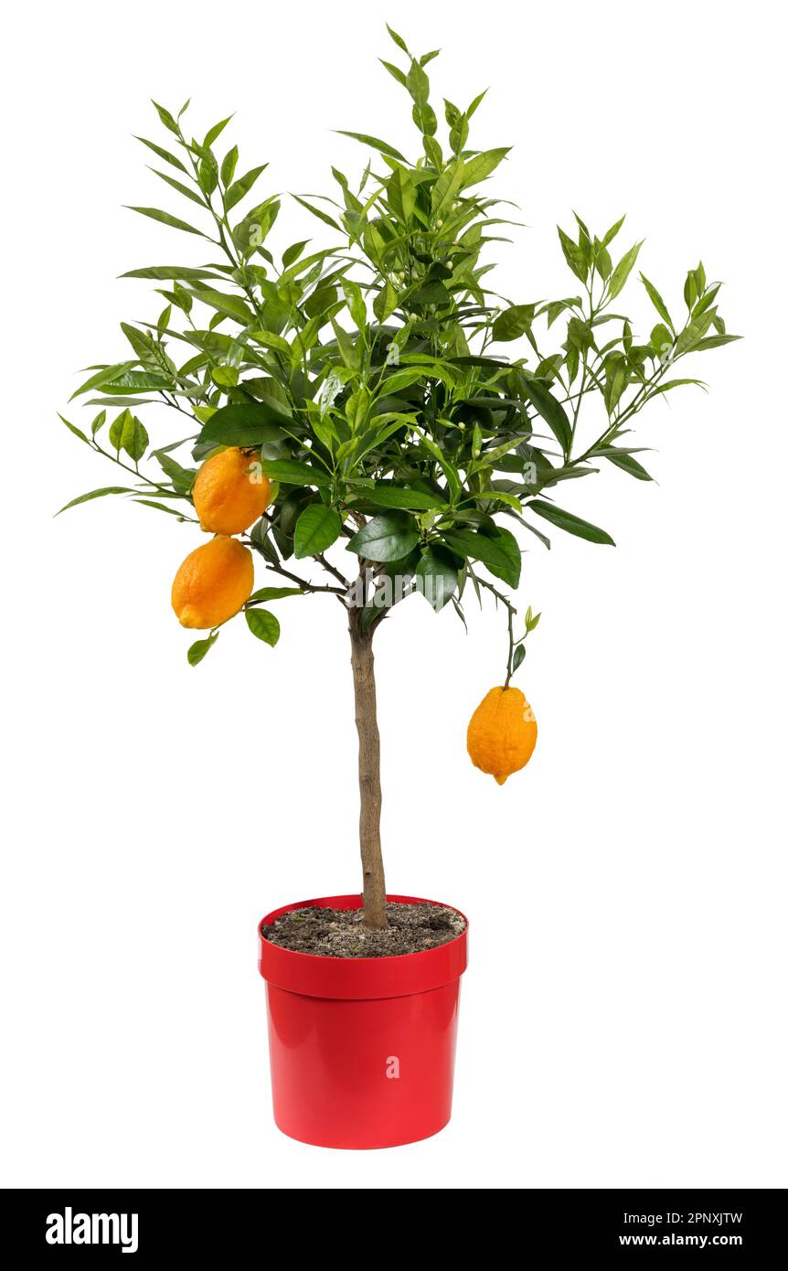 Fresh green foliage of potted plant with red lemons isolated on white ...