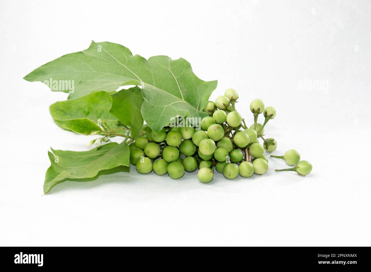 Green tiny Wild Eggplant eggplant on white background. Solanum