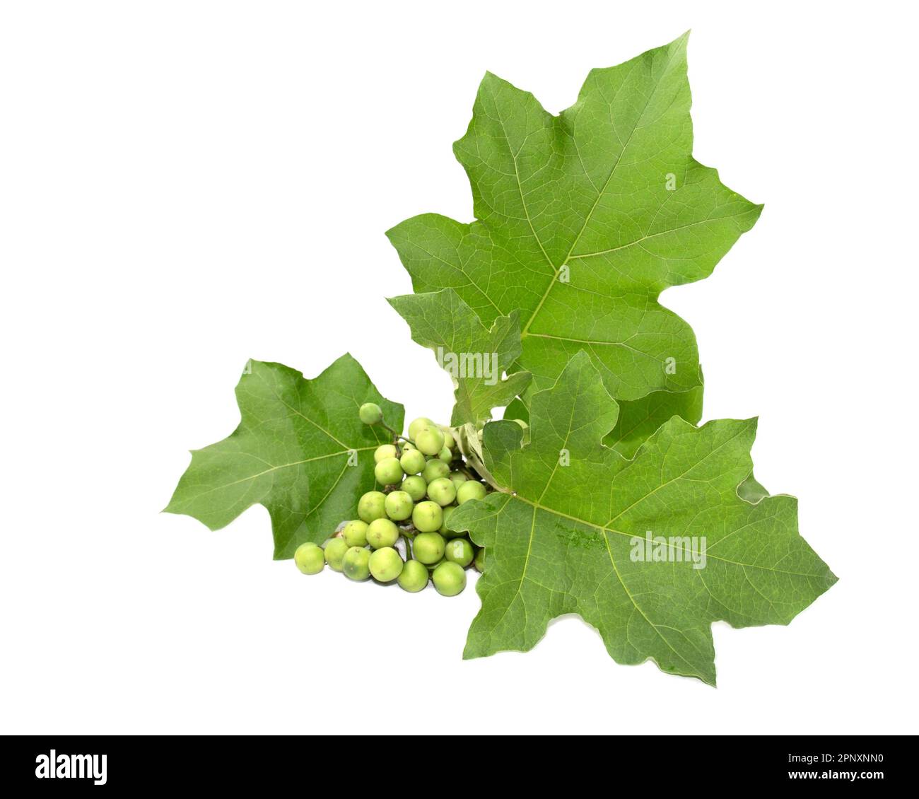 Green tiny Wild Eggplant eggplant on white background. Solanum paniculatum with leaves. Stock Photo