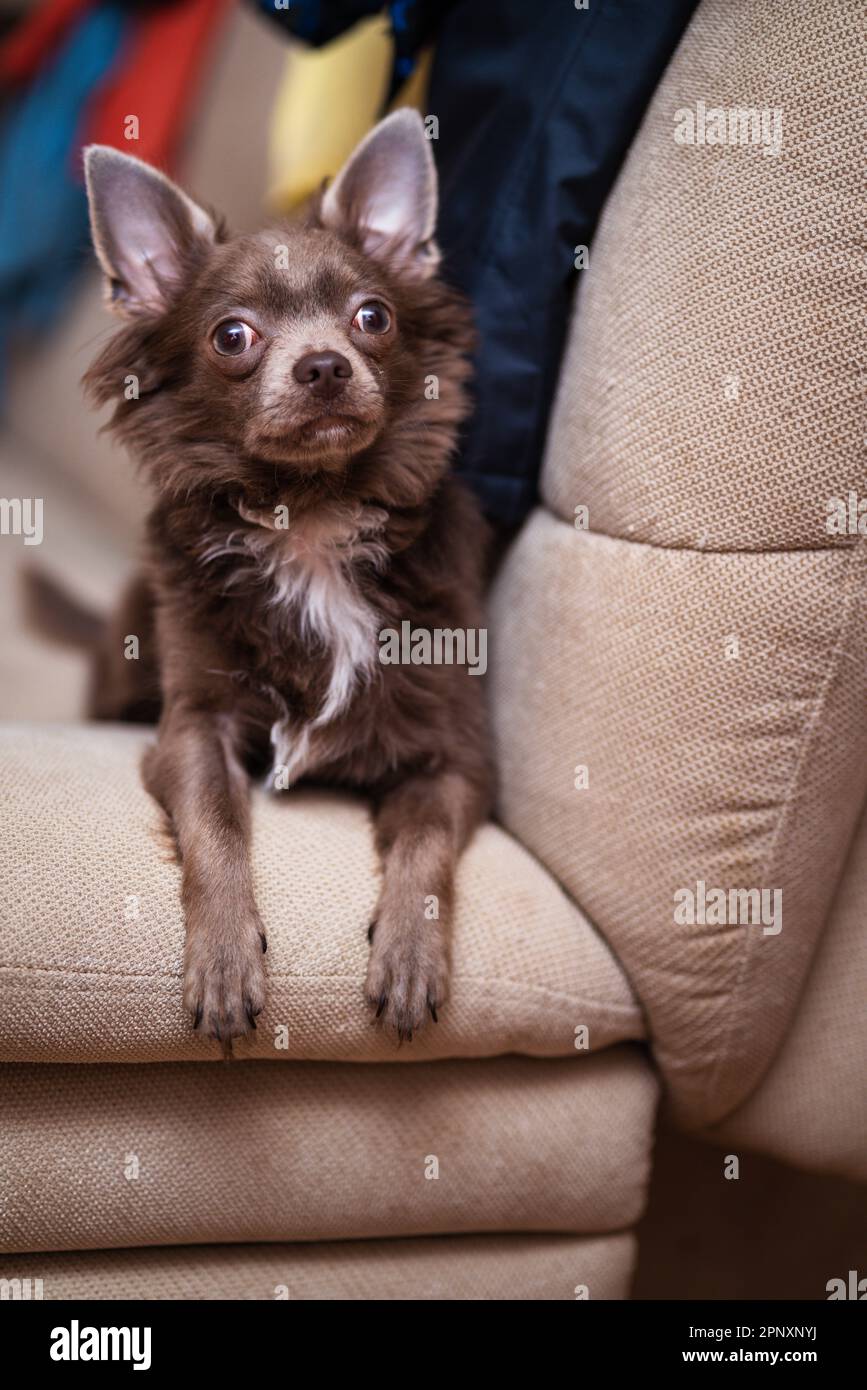 Lilac long haired chihuahua cheap