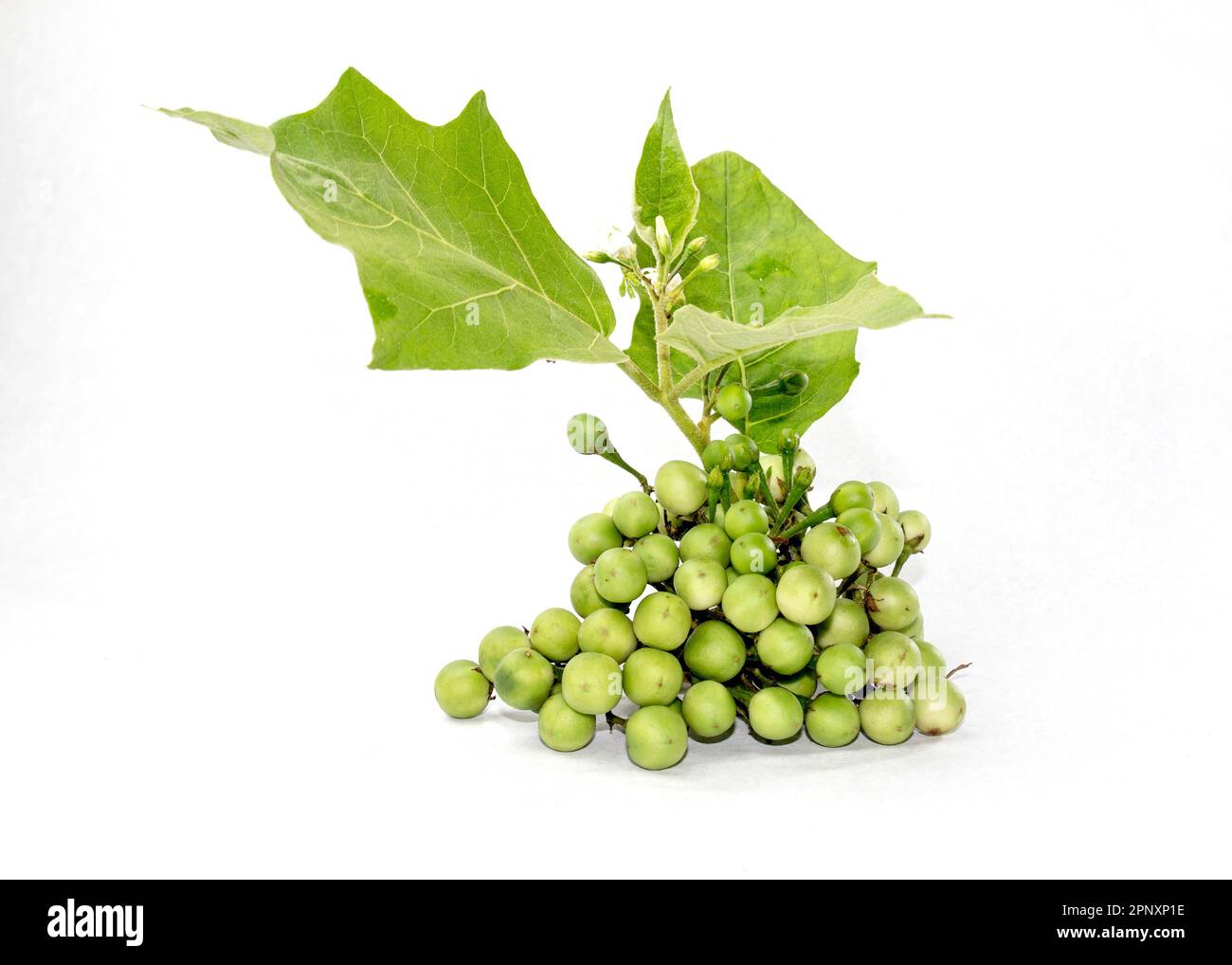 Green tiny Wild Eggplant eggplant on white background. Solanum paniculatum with leaves. Stock Photo