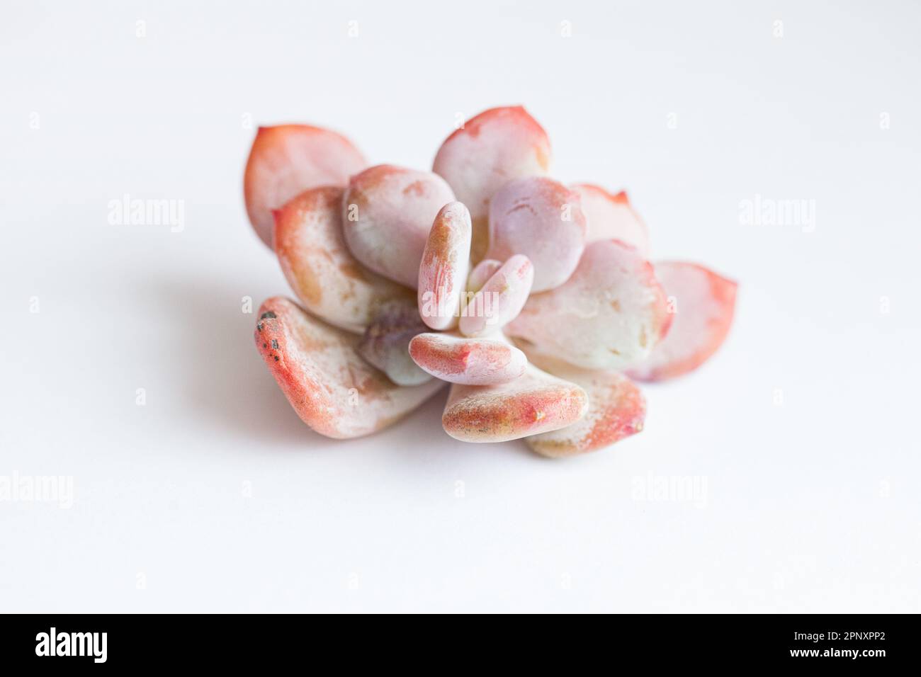 Pastel pink color plant Echeveria Cinderella flower rosette Stock Photo