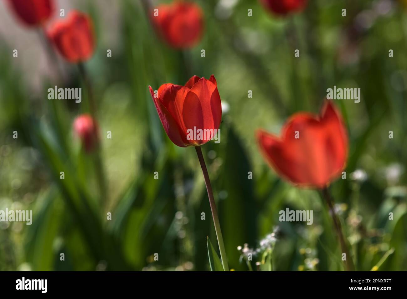 Row of tulips in bloom in a garden seen up close Stock Photo - Alamy