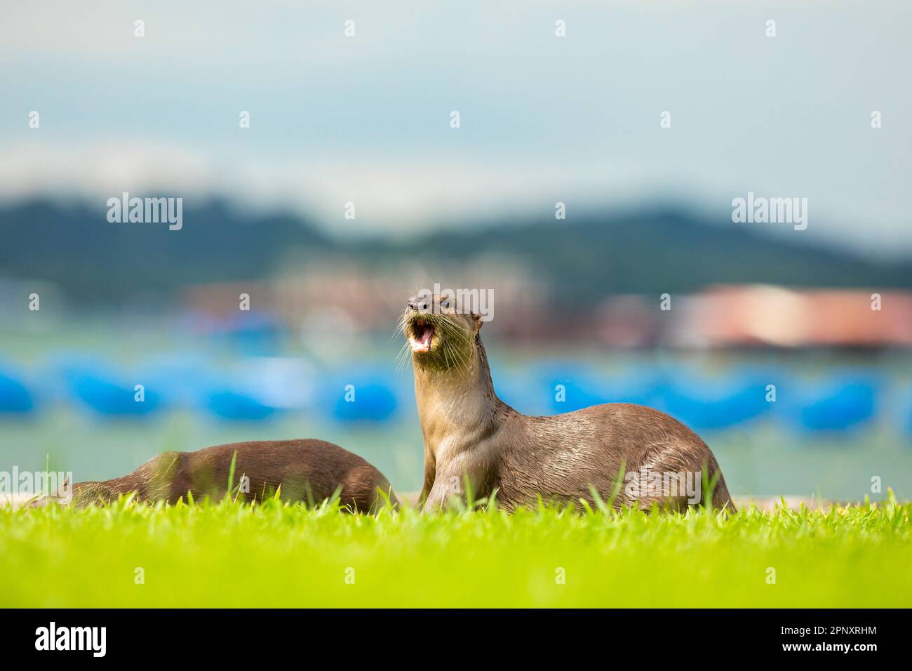 A pair of smooth coated otters mark their territory on the coast, Singapore Stock Photo