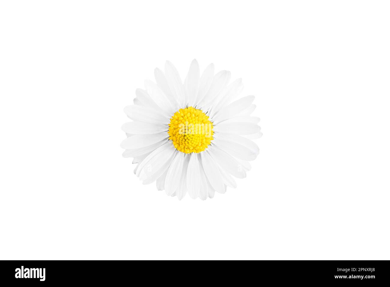 One white daisy flower isolated on white background Stock Photo - Alamy