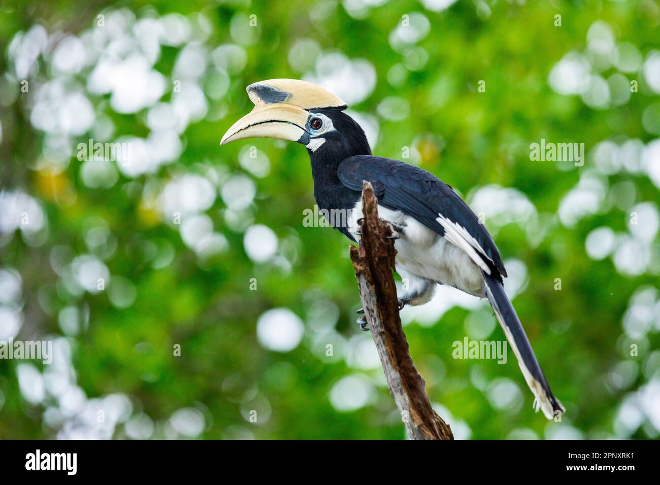 Adult male oriental pied hornbill hunts for bugs in the canopy of seal almond trees lining the beach along the coast of Singapore. Stock Photo