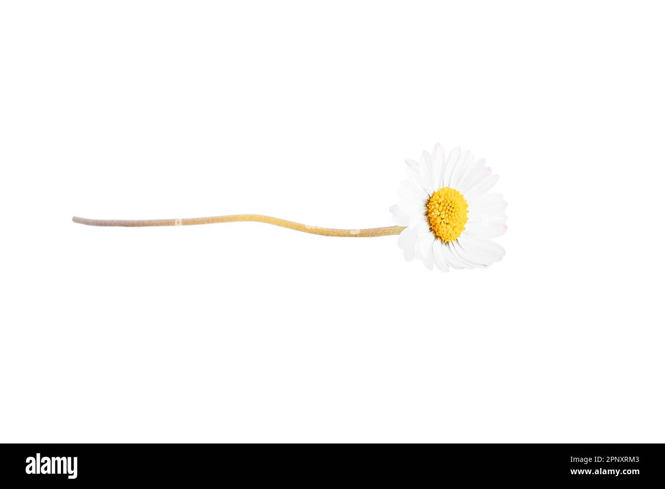One white daisy flower isolated on white background Stock Photo - Alamy
