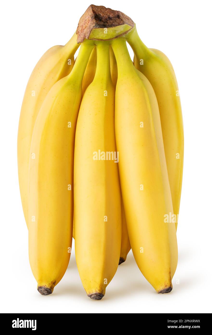 Isolated banana. Bunch of bananas in vertical position isolated on