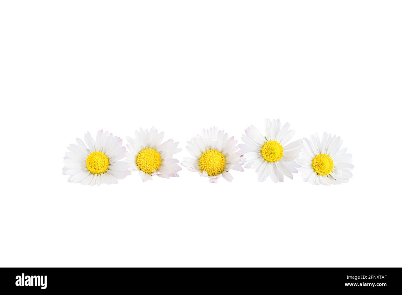 White daisies flowers isolated on white background Stock Photo - Alamy