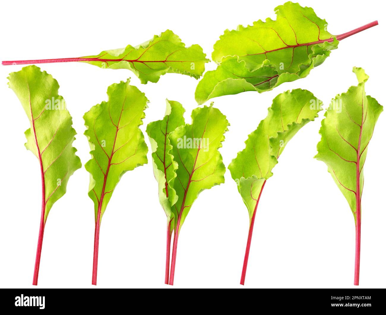 Isolated leaves. Collection of various beetroot tree leaves isolated on