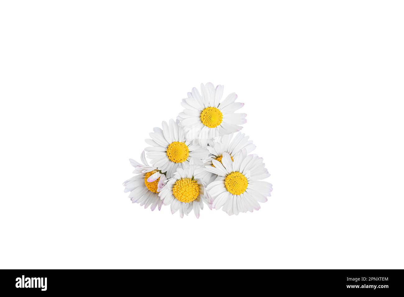 White daisies flowers isolated on white background Stock Photo - Alamy