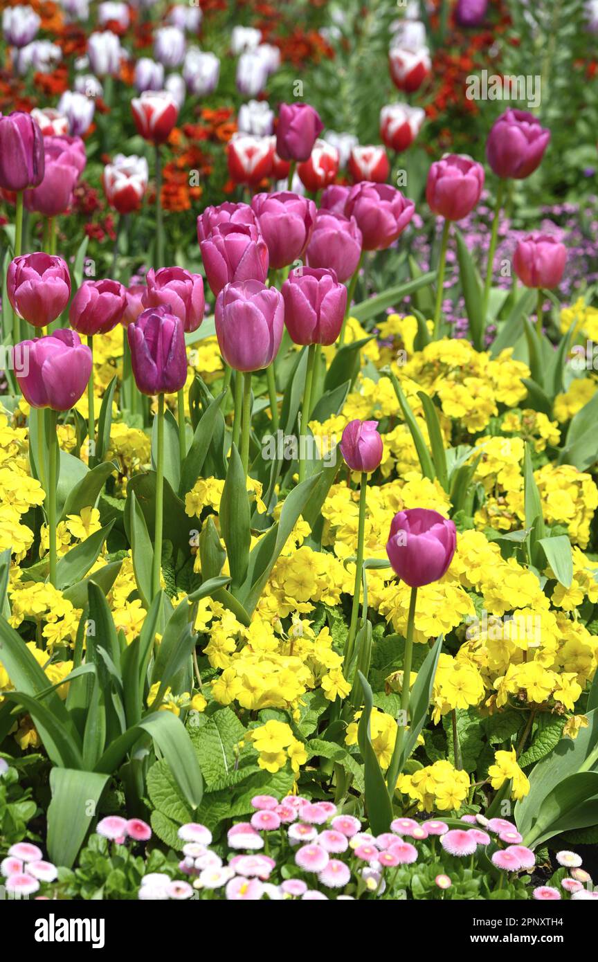 London, England, UK. Spring flowers in St James's Park, 19th April 2023 Stock Photo