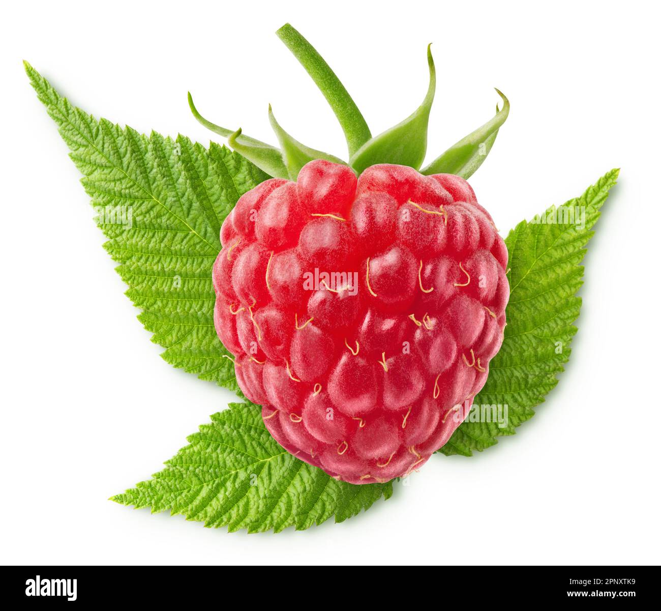 Isolated berry. Whole ripe raspberry fruit with leaves isolated on ...