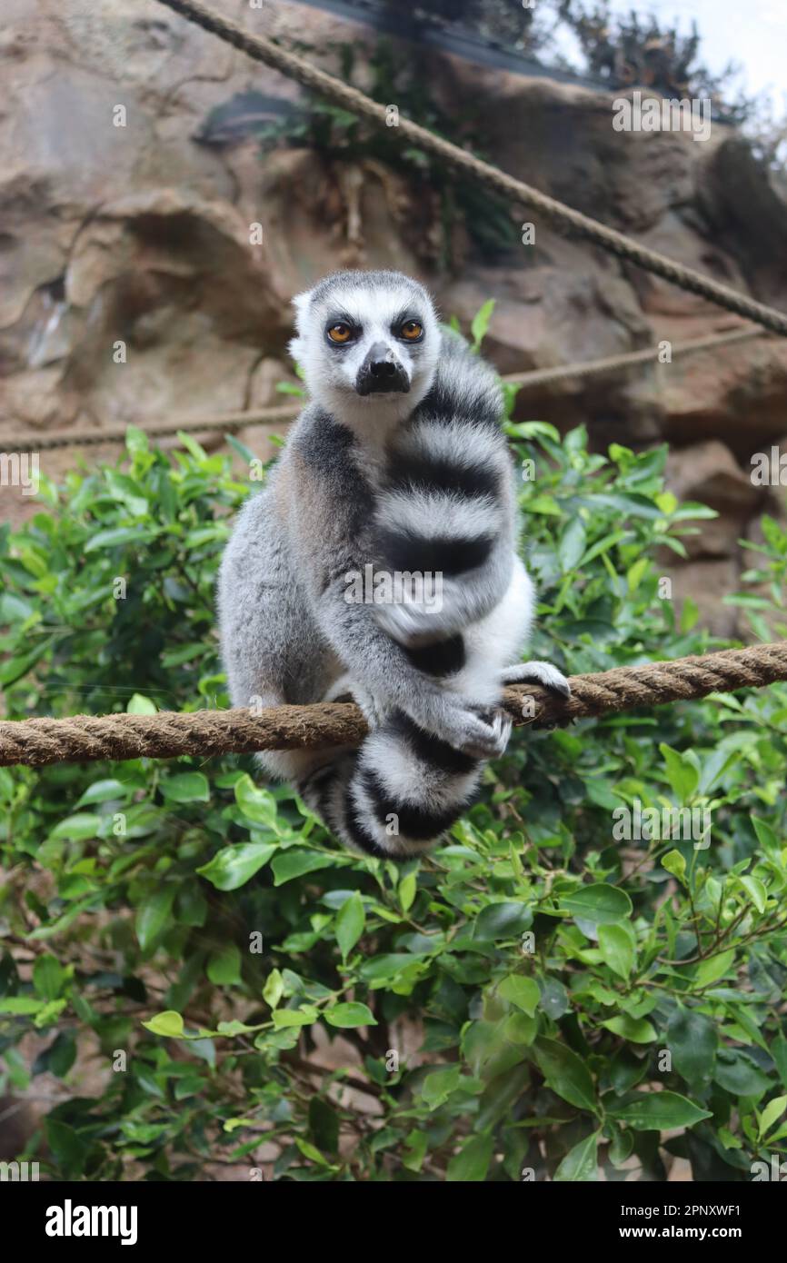 Ring-tailed lemur, Lemur catta, sitting on a rope Stock Photo