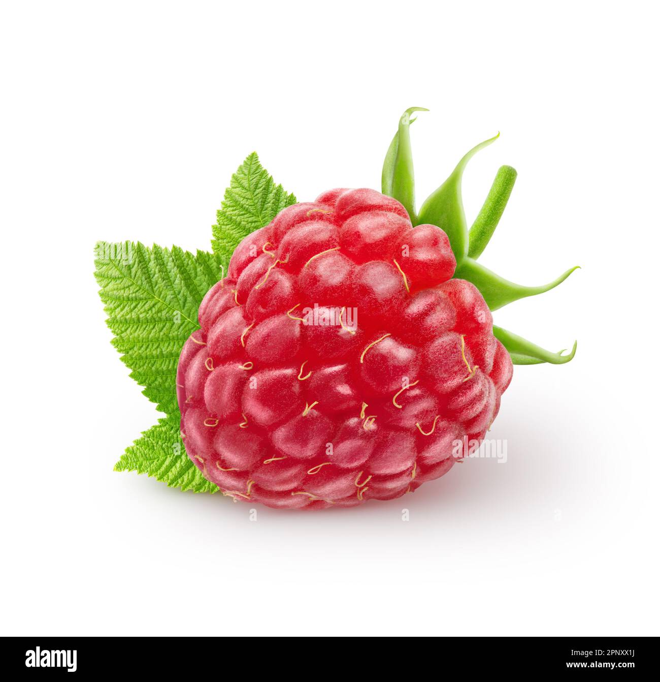 Isolated berry. Single raspberry fruit with leaves isolated on white
