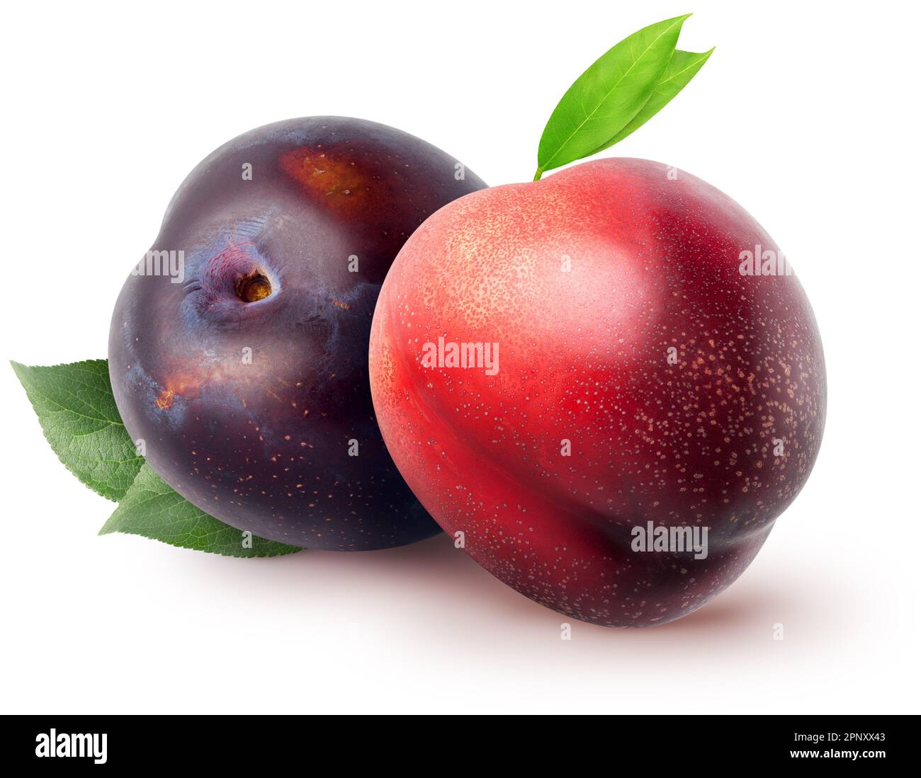 Whole nectarine fruit and plum with leaves isolated on white background