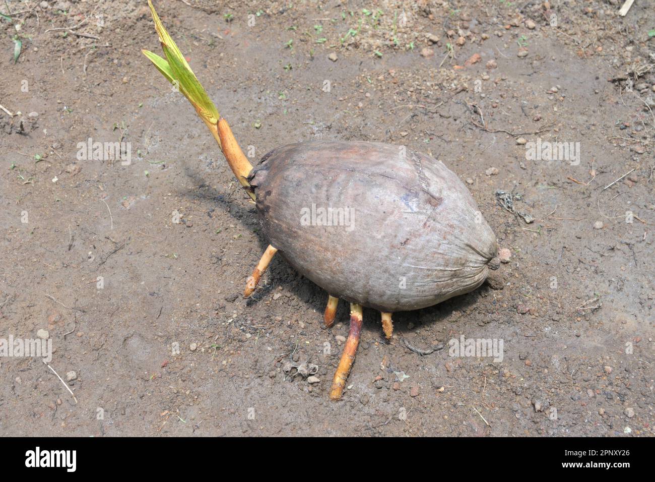 A King coconut in germination period on wet soil, the coconut fruit