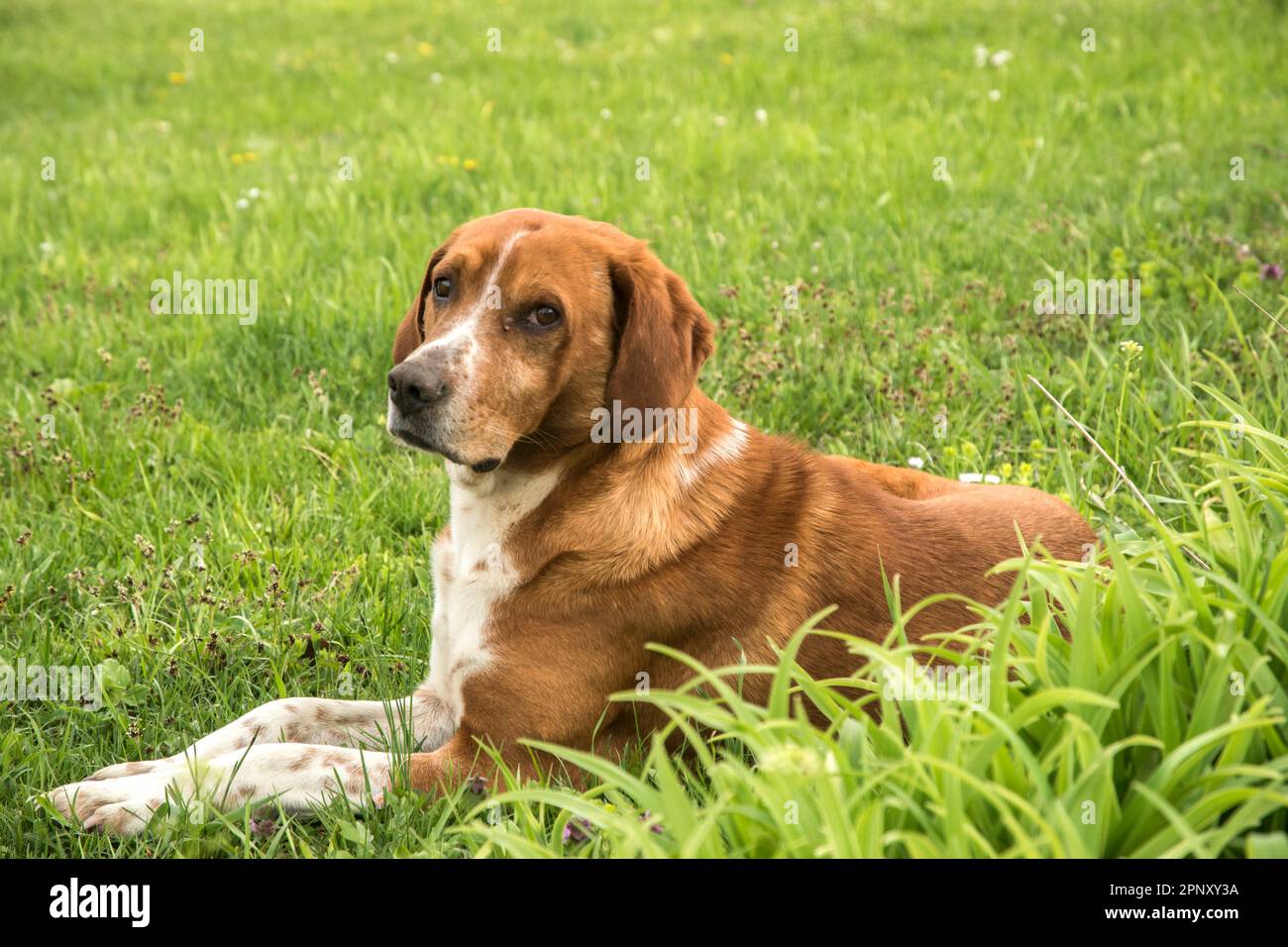 Scent hound dog closeup on green grass meadow Stock Photo - Alamy