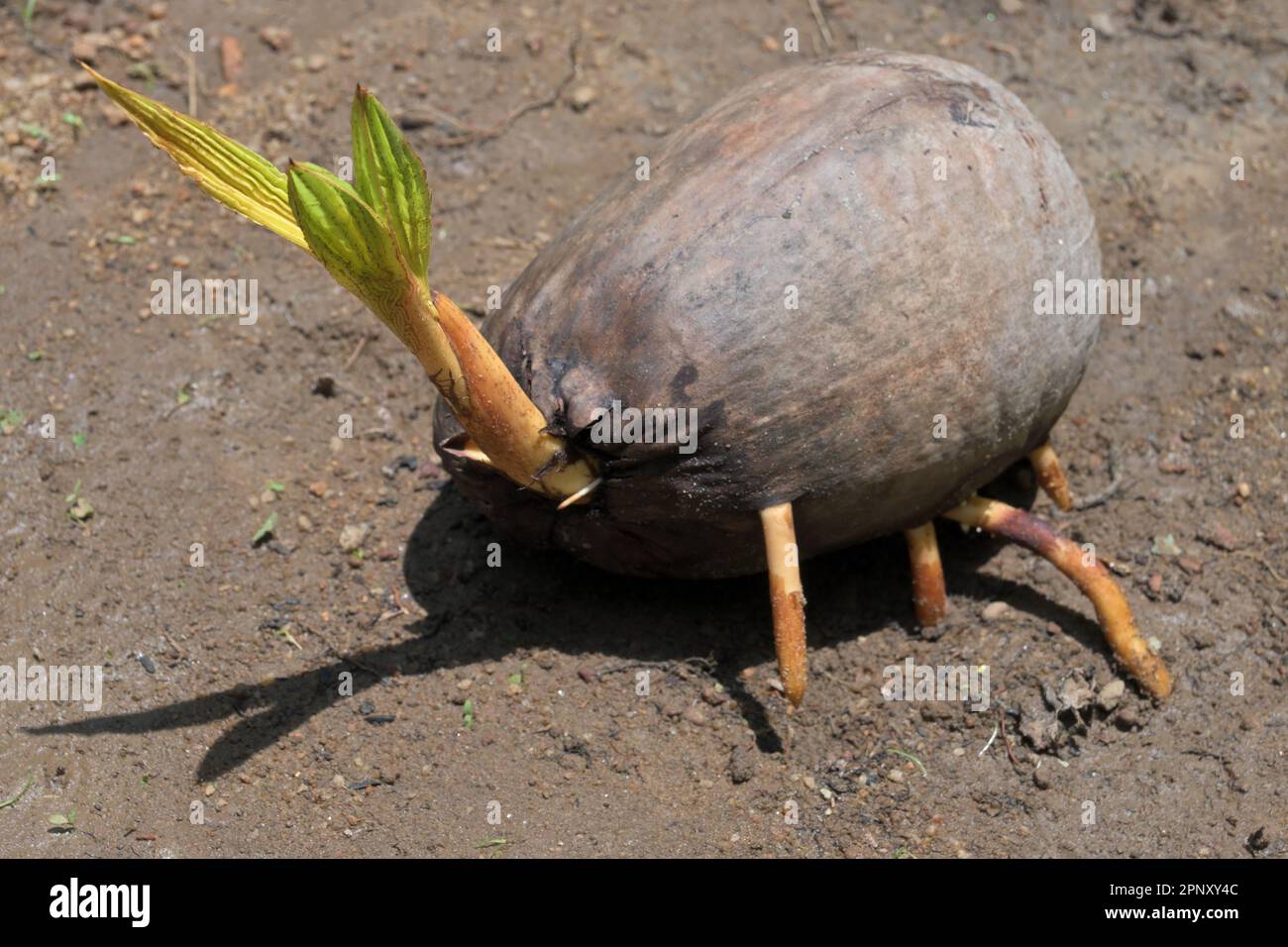 Closeup of a germinating King coconut with growing first leaf and