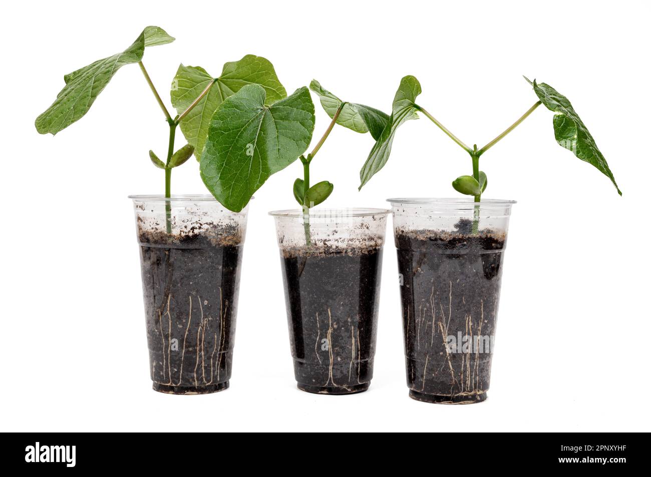 A transparent recycled plastic cup with Sword Bean leaves growing in it Stock Photo