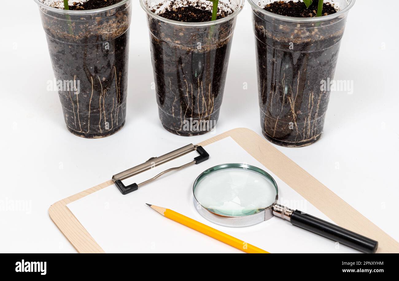 A plastic recycled cup with growing sword bean cotyledon, and a pencil and magnifying glass on a clipboard Stock Photo