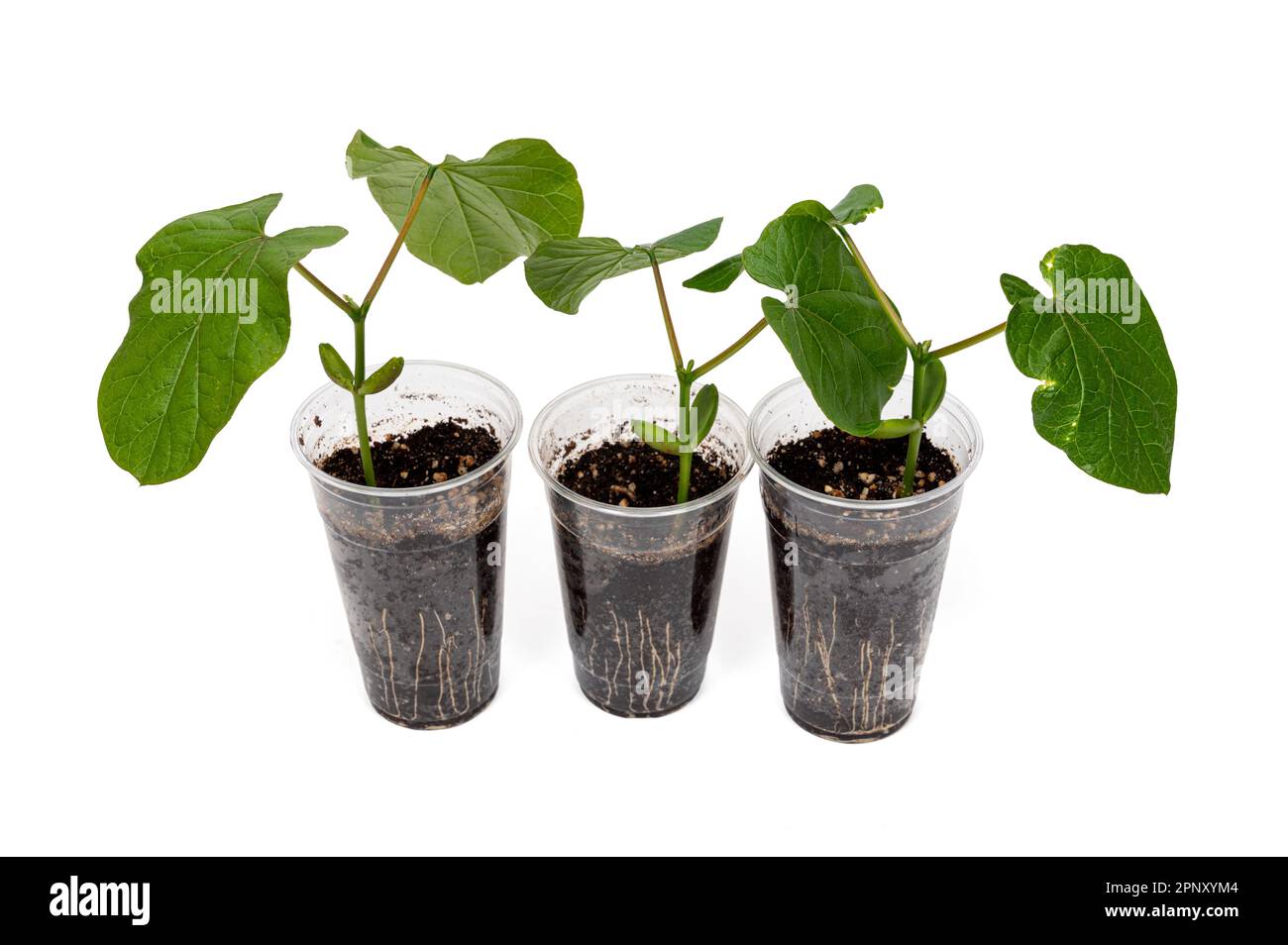 A transparent recycled plastic cup with Sword Bean leaves growing in it Stock Photo