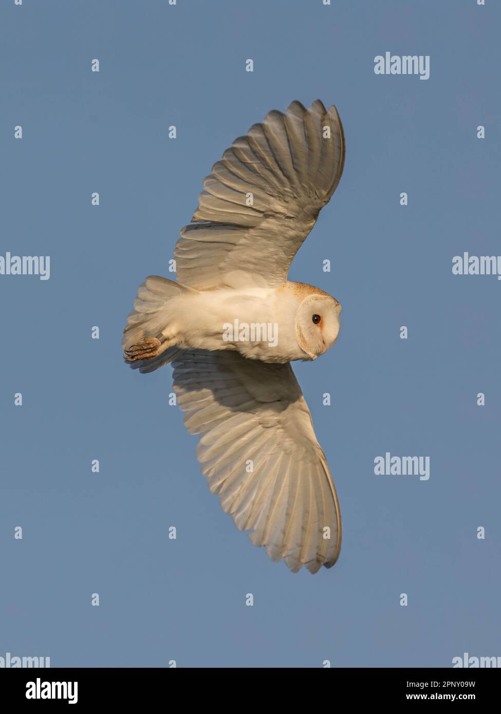 A majestic white owl gliding through the sky with its wings spread wide ...