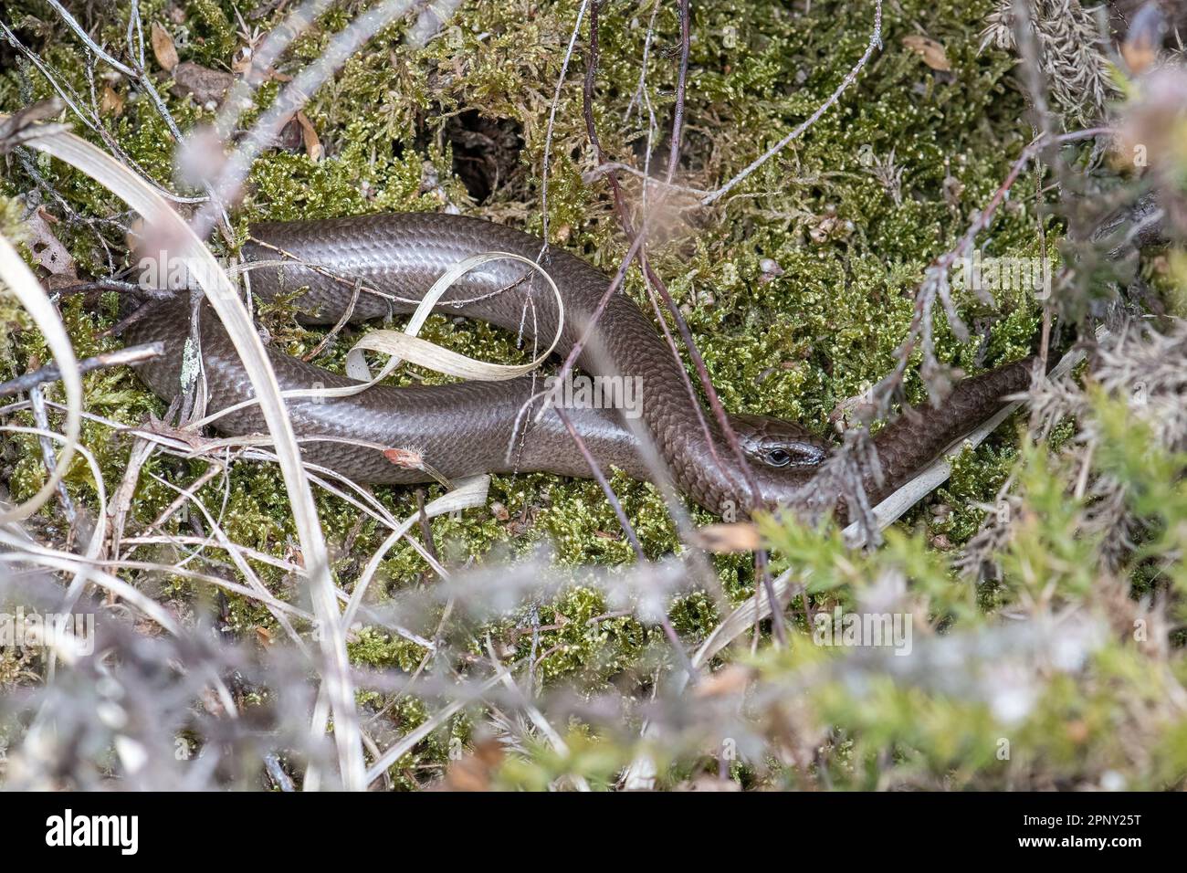 Slow worm, Anguis fragilis, an adult male animal basking on moss in heathland during spring, Surrey, England, UK Stock Photo