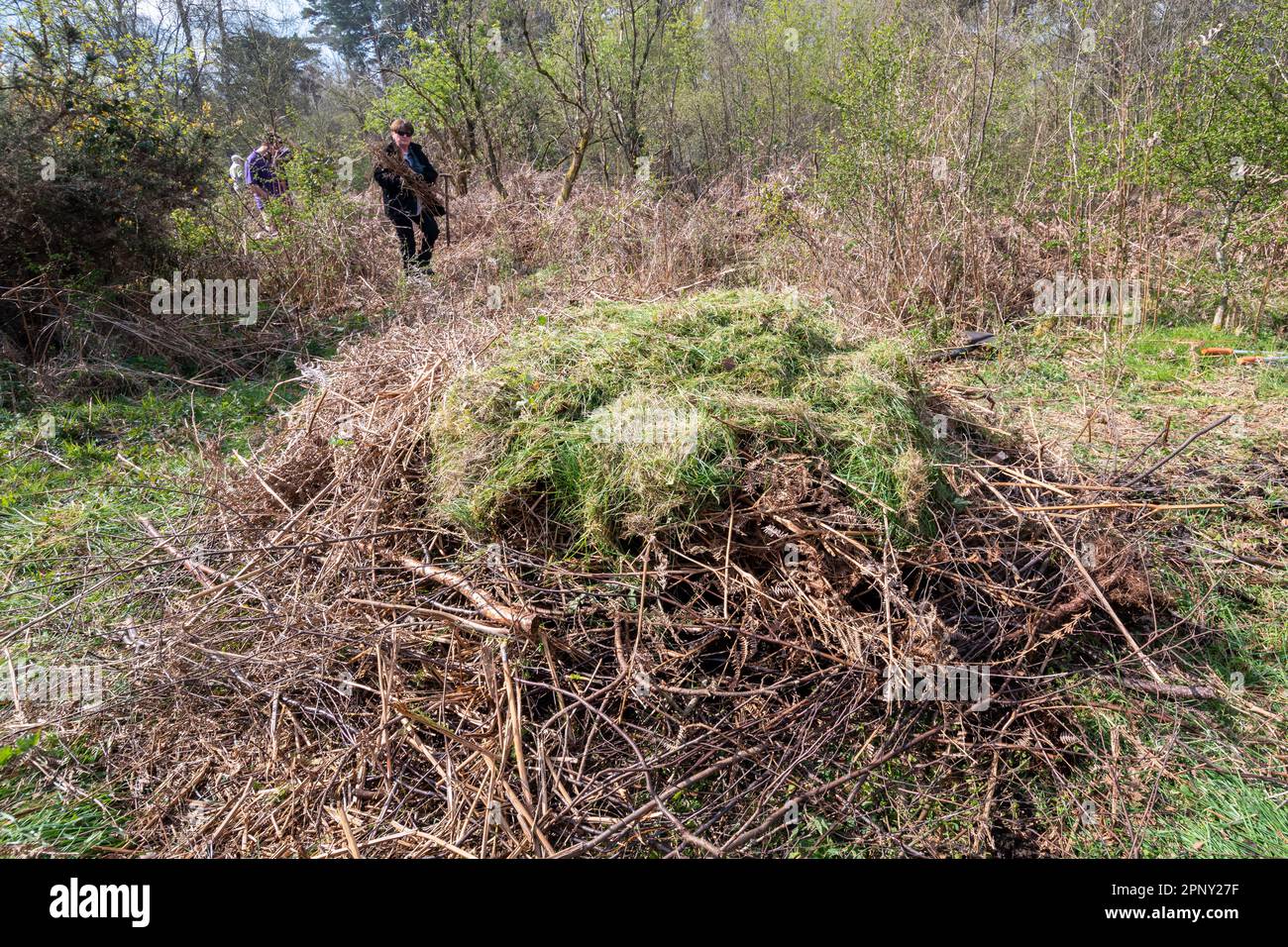 Volunteers creating grass snake piles for Natrix helvetica snakes to lay eggs, England, UK, made of cut tree branches, grass cuttings and manure Stock Photo