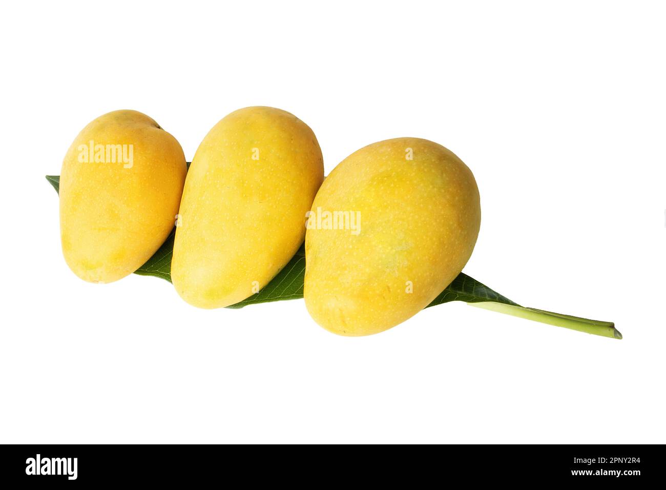 Fresh Yellow ripen Mango with leaf isolated Stock Photo