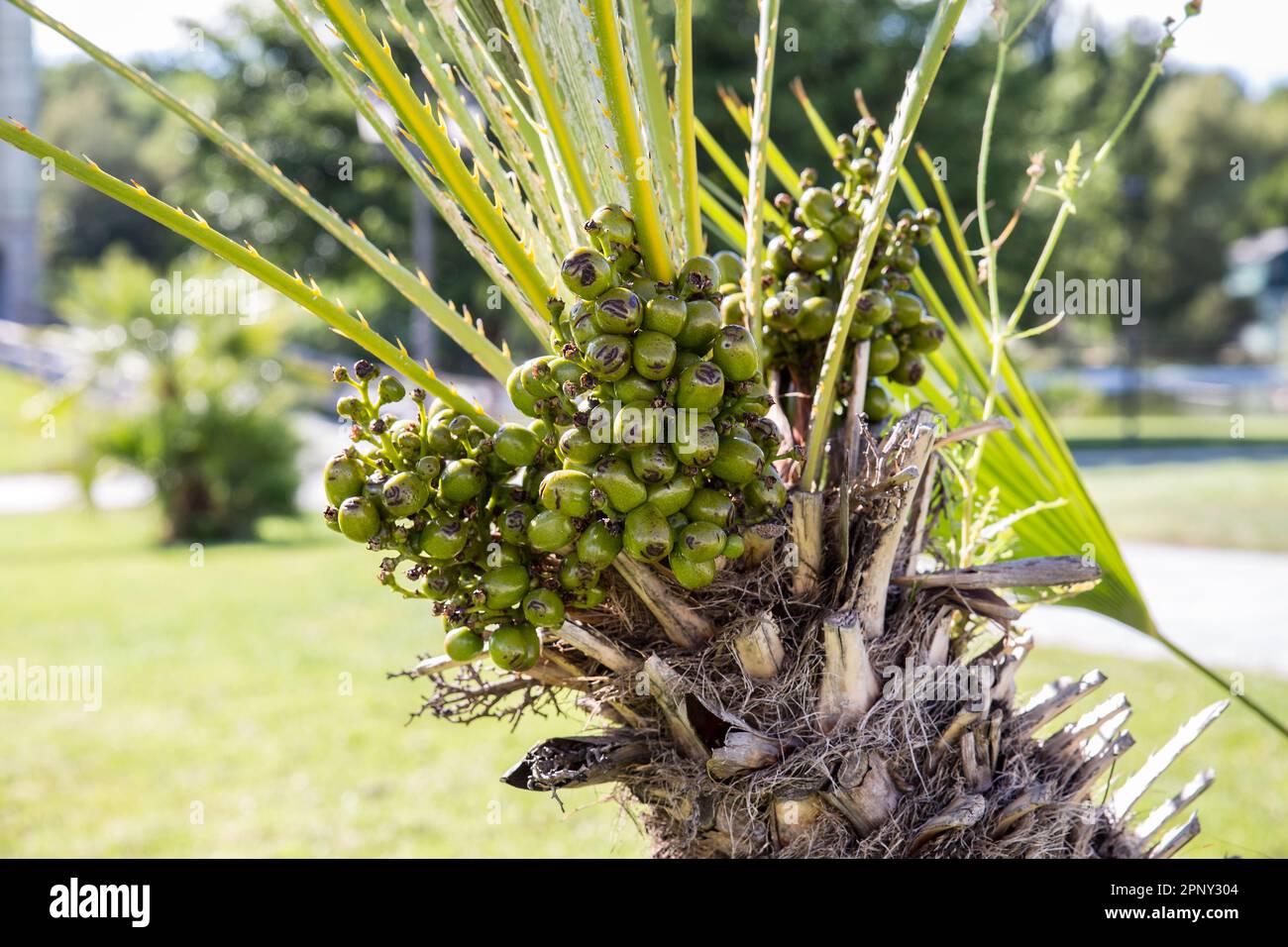 unripe green fruits in small palm tree Stock Photo