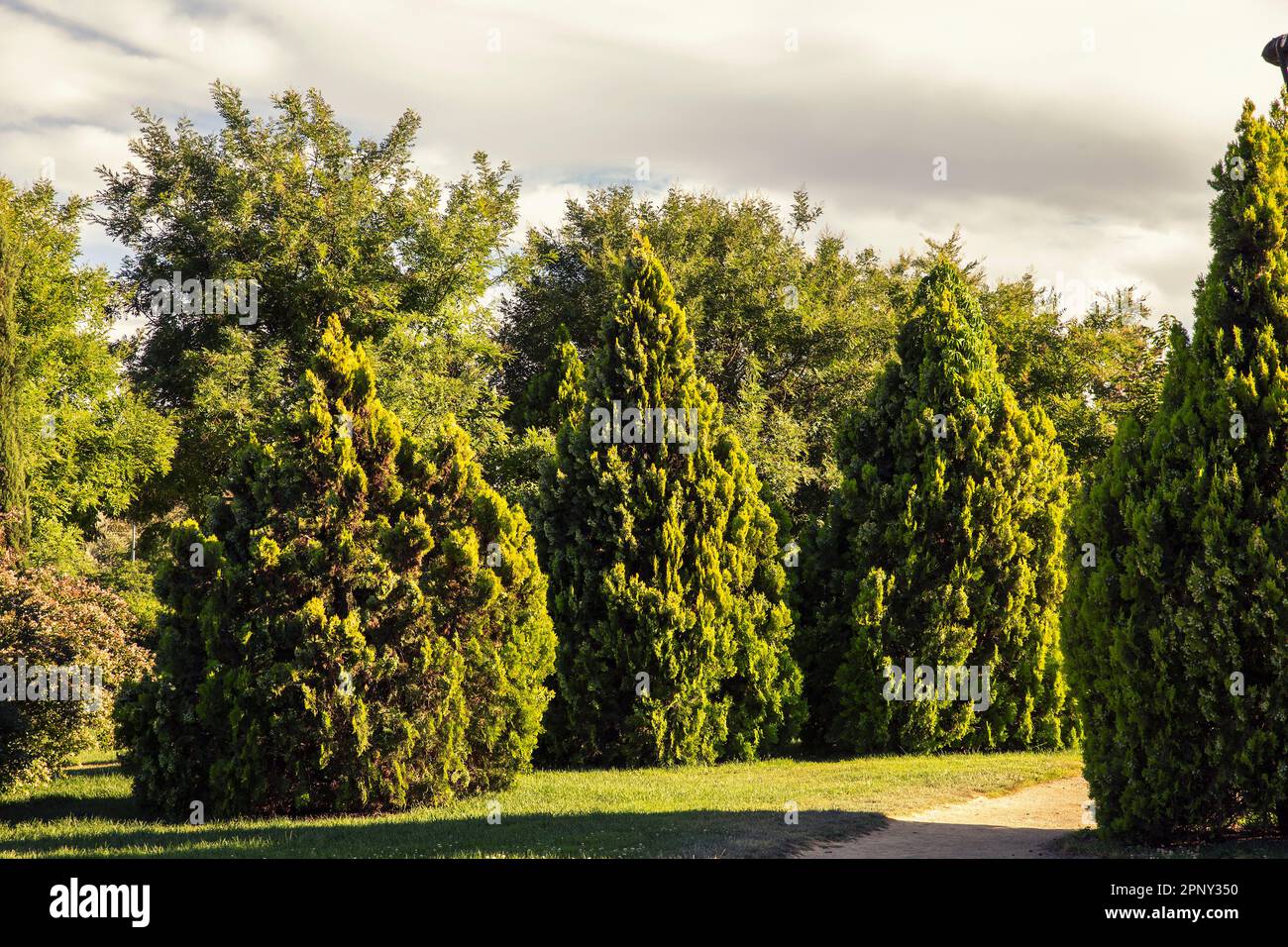 green landscape with Cypress tress on green grass Stock Photo