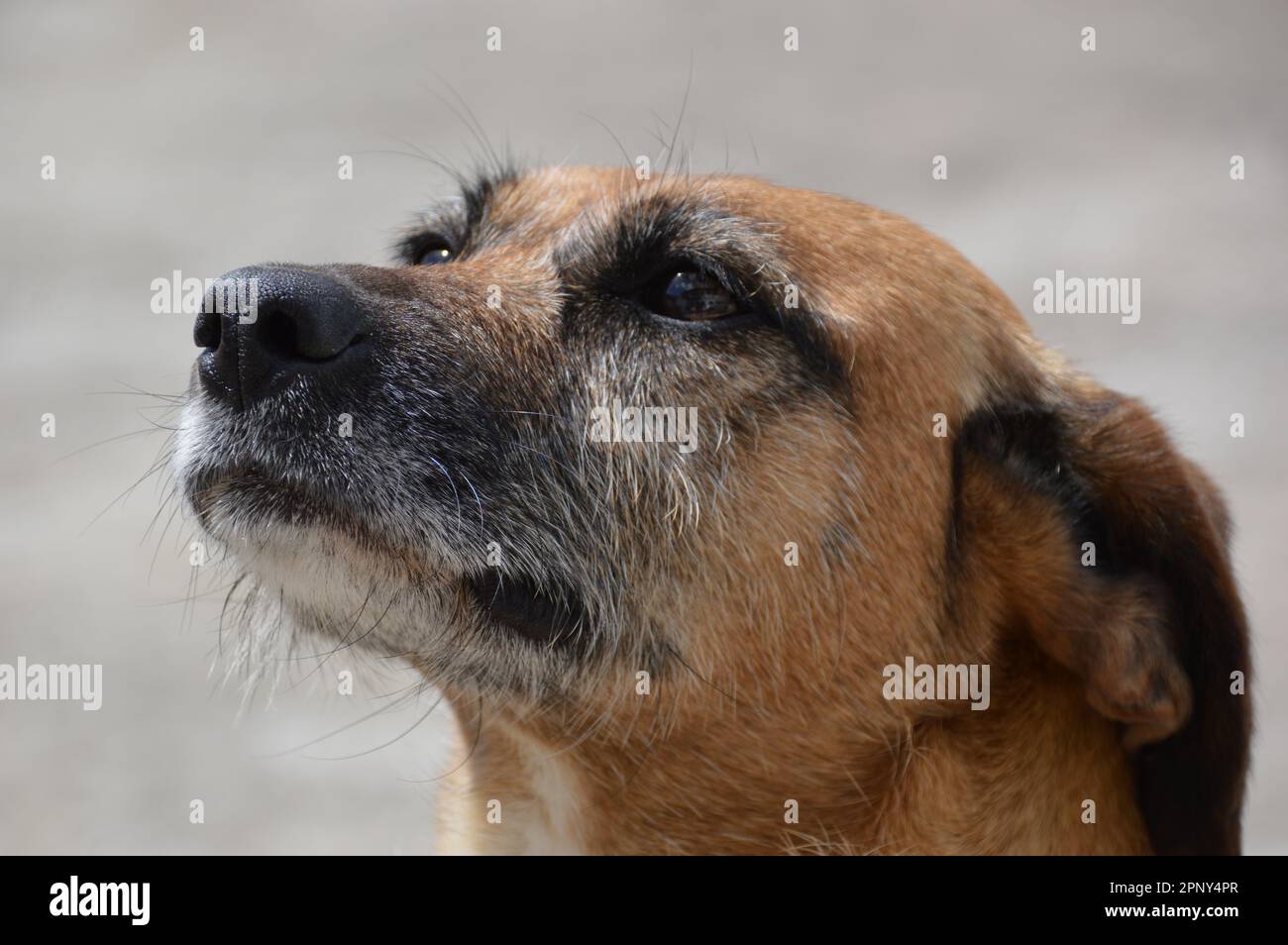 Profile picture of a dog revealing a deep concentrated facet from the animal Stock Photo