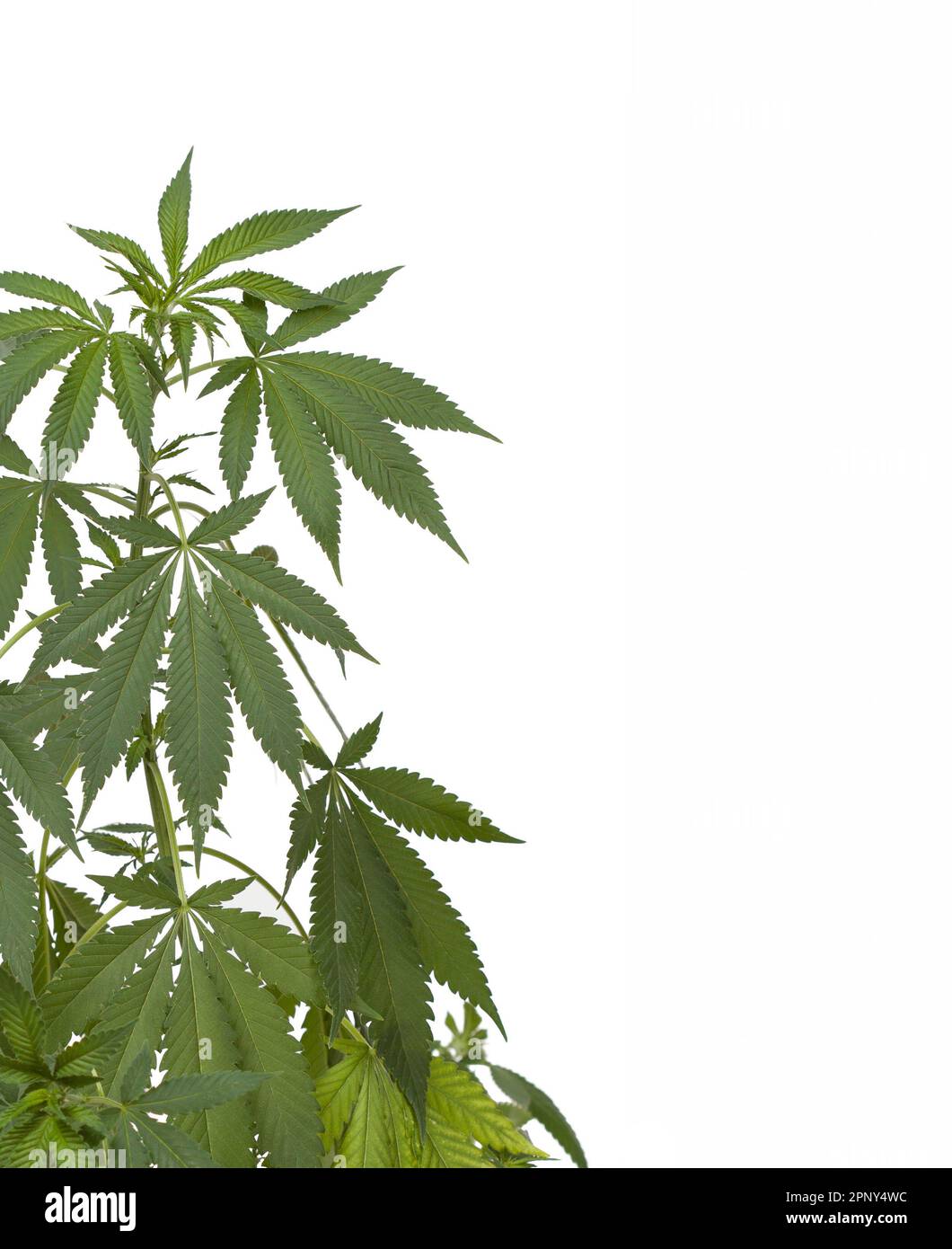 Marijuana plant. Medical cannabis isolated on white Stock Photo Alamy